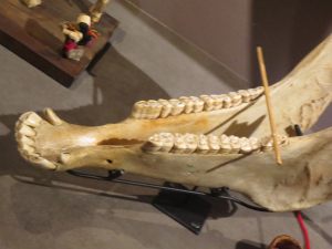 IMG_5771